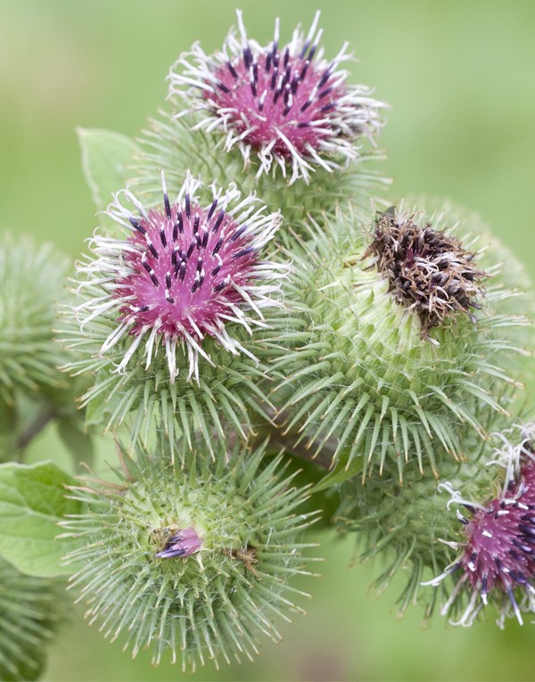 Great Burdock extract