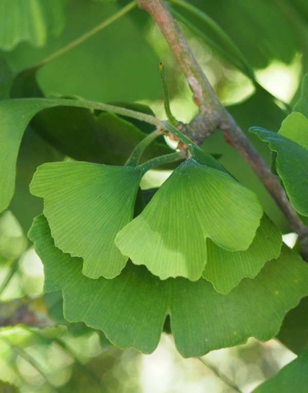 Extrait de feuilles de Ginkgo Biloba