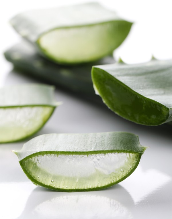 Aloe vera