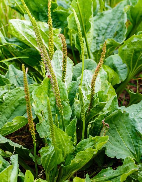 Plantain major leaf extract