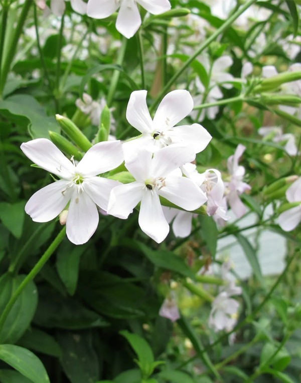 Extraits naturels des feuilles de saponaire